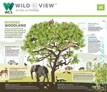 International Day of Forests & World Water Day